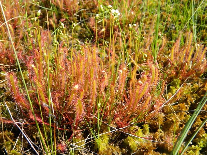 Slenderleaf Sundew photo 4