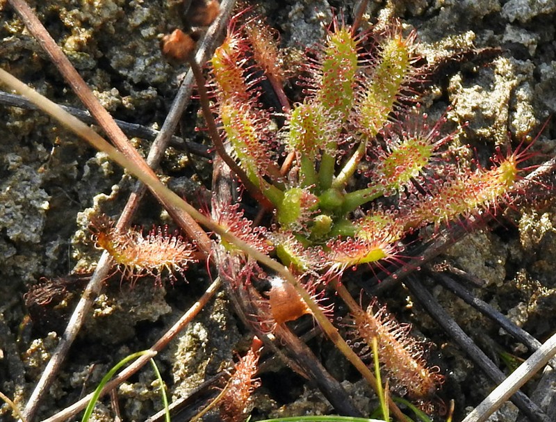 Slenderleaf Sundew photo 5