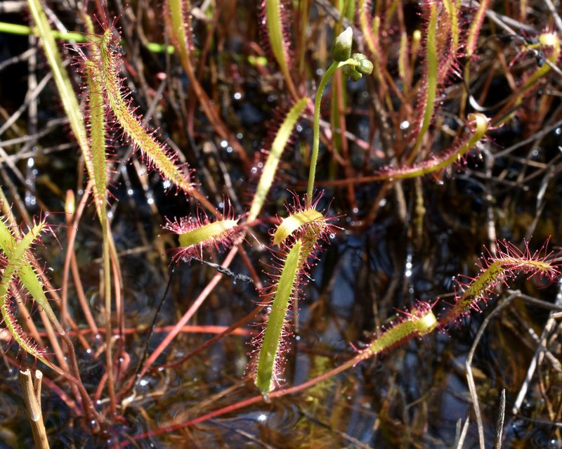 Slenderleaf Sundew photo 6
