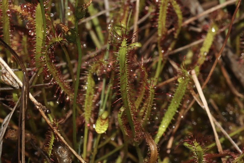 Slenderleaf Sundew photo 7