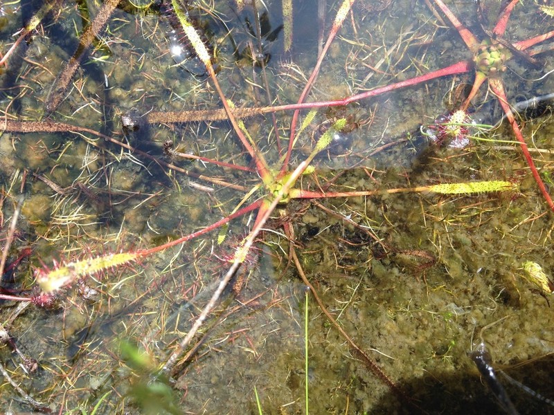 Slenderleaf Sundew photo 8