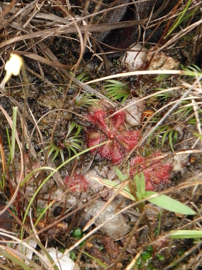 Drosera lutescens photo 3