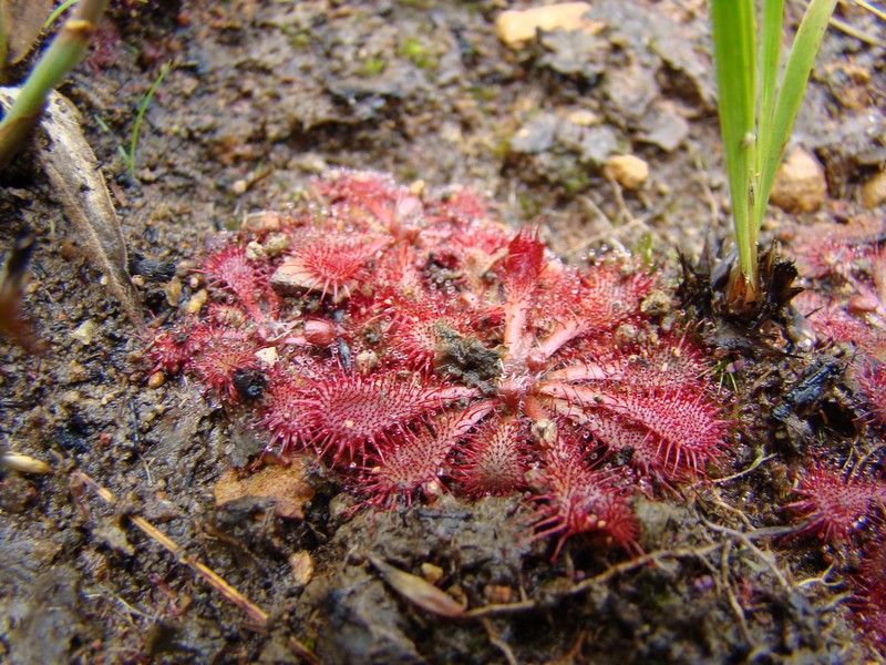 Drosera lutescens photo 4
