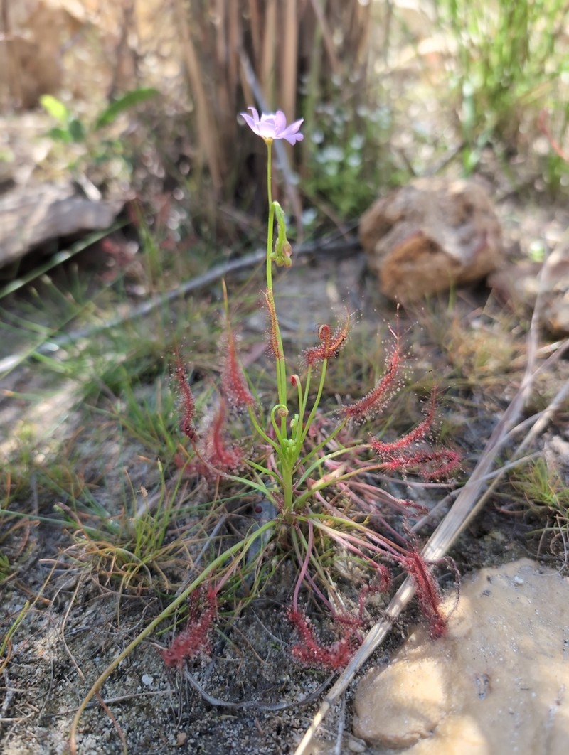 Drosera maanyaa-gooljoo