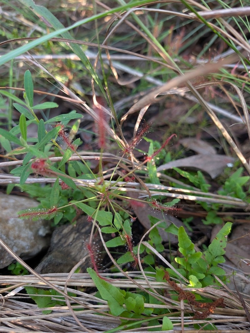 Drosera maanyaa-gooljoo photo 2