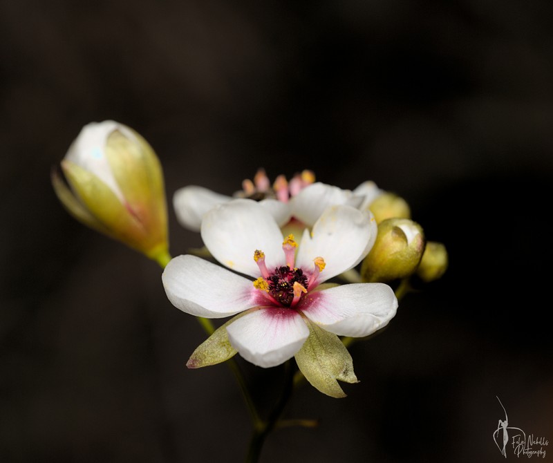 Drosera macropetala photo 2