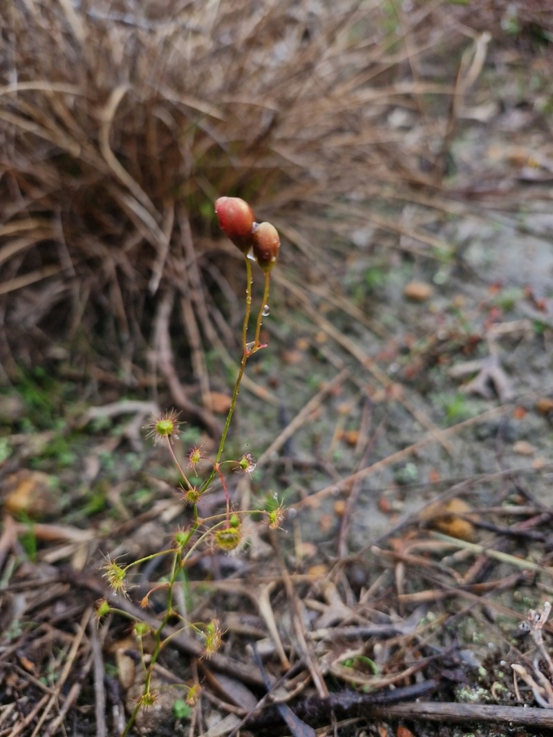 Drosera macropetala photo 4