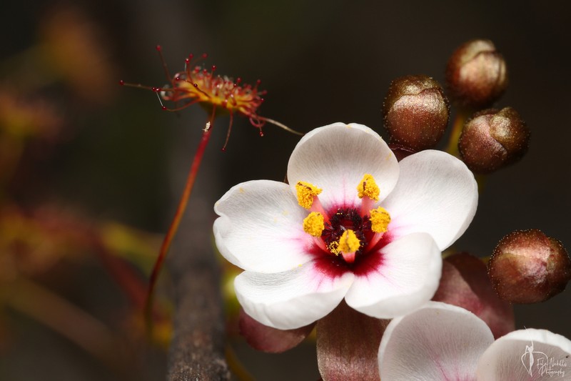 Drosera macropetala photo 5