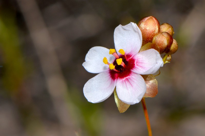 Drosera macropetala