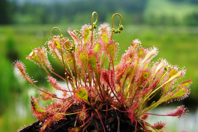 Sundew