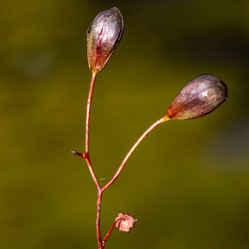 Drosera reflexa photo 2