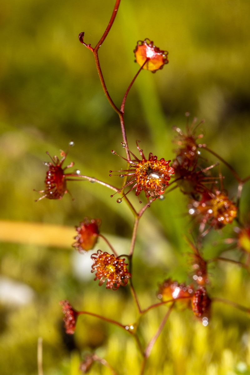 Drosera reflexa