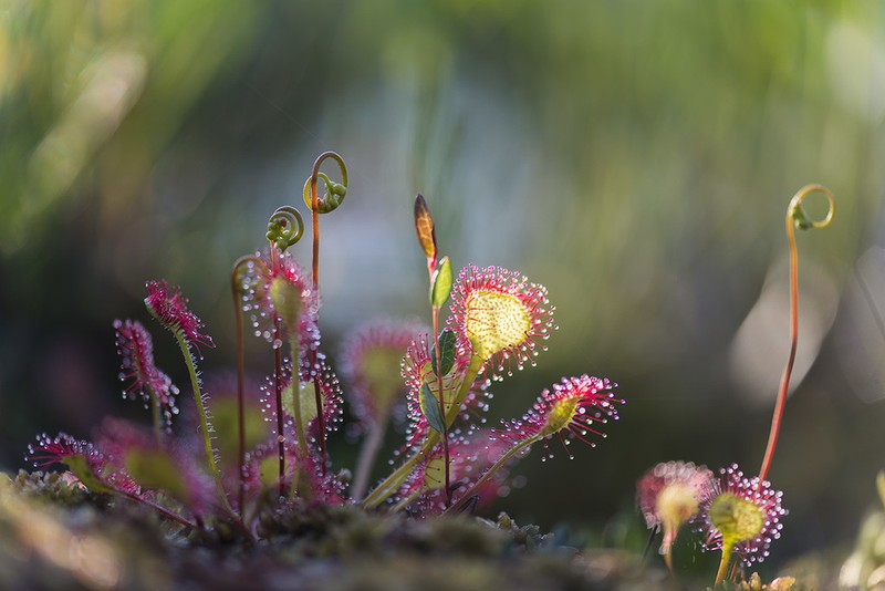 Sundew