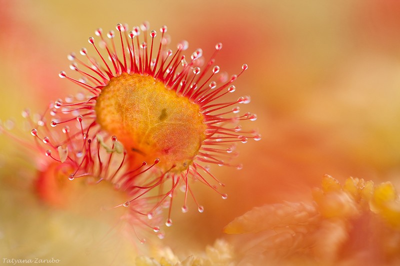 Sundew photo 3