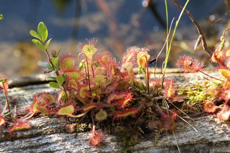 Sundew photo 4