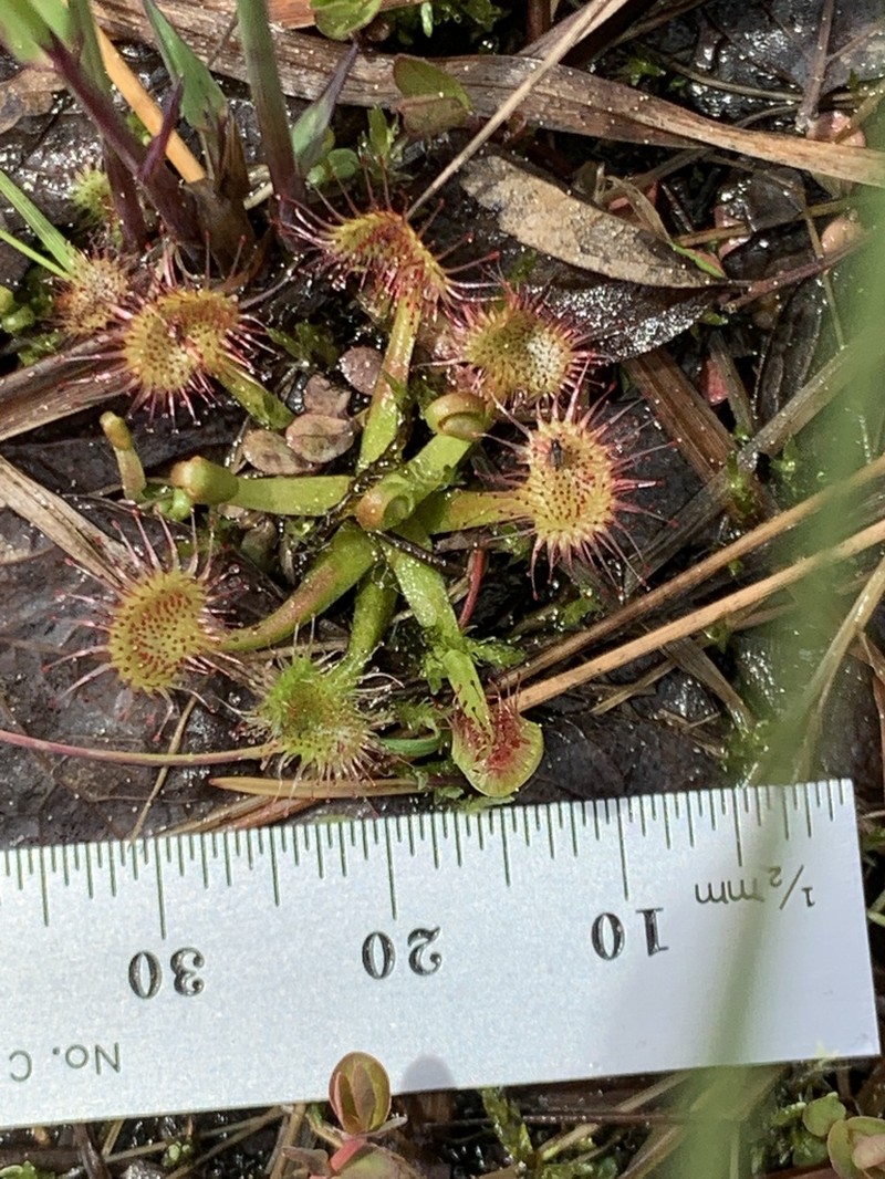 Sundew photo 6