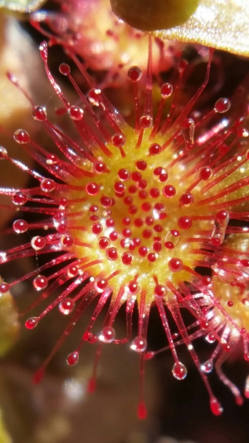 Sundew photo 7