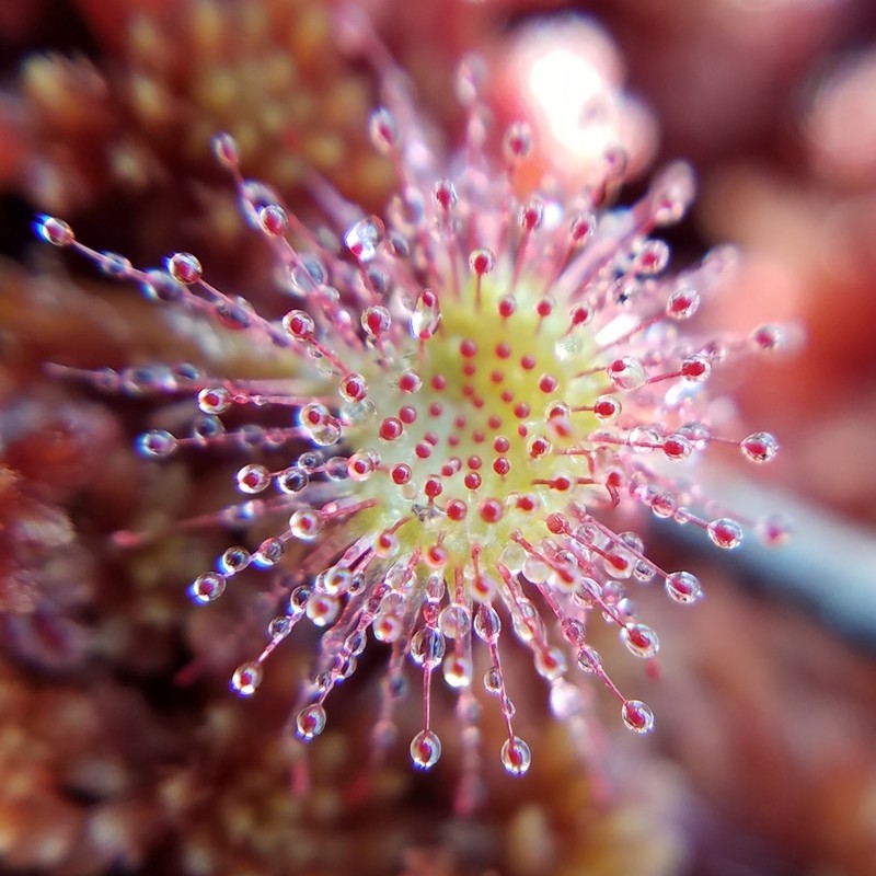 Roundleaf Sundew photo 2