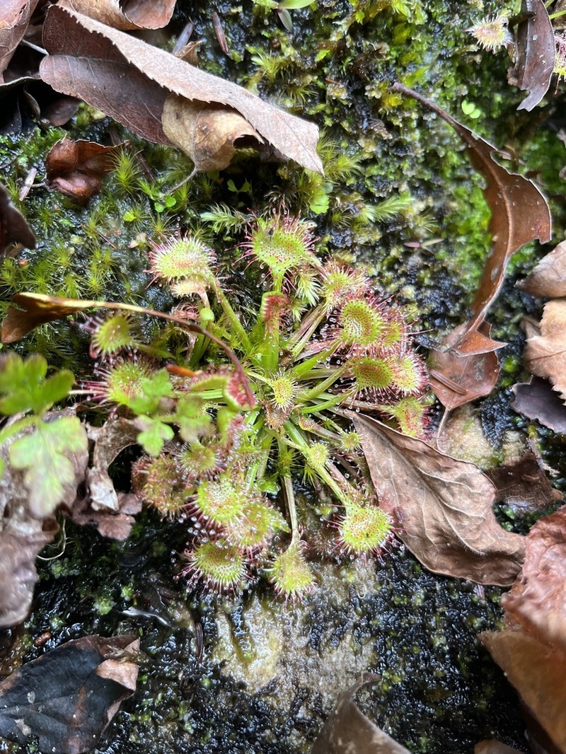 Roundleaf Sundew photo 5