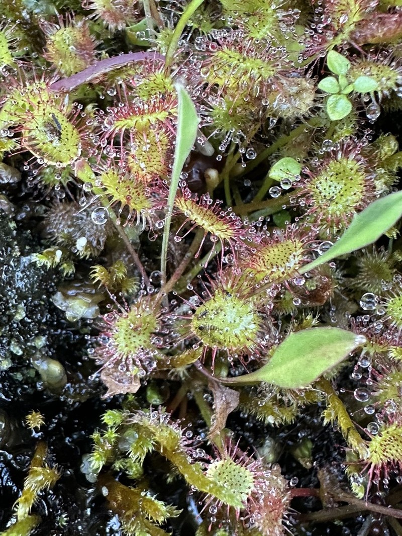 Roundleaf Sundew photo 8