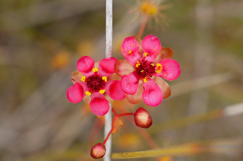 Drosera rubricalyx