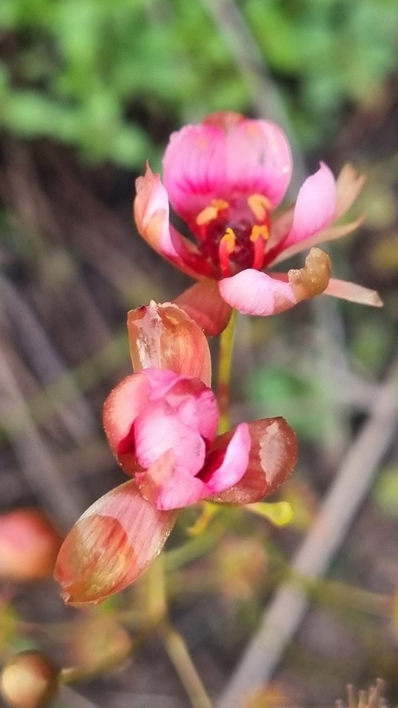Drosera rubricalyx photo 2