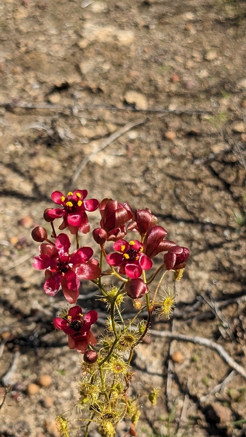 Drosera rubricalyx photo 3