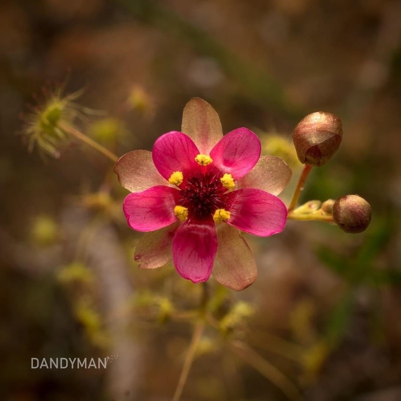 Drosera rubricalyx photo 4