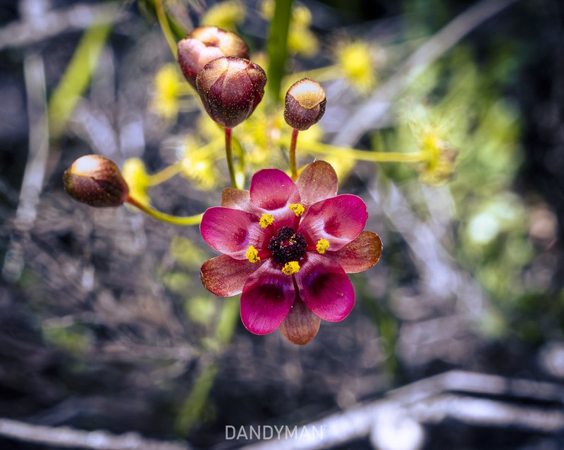 Drosera rubricalyx photo 6