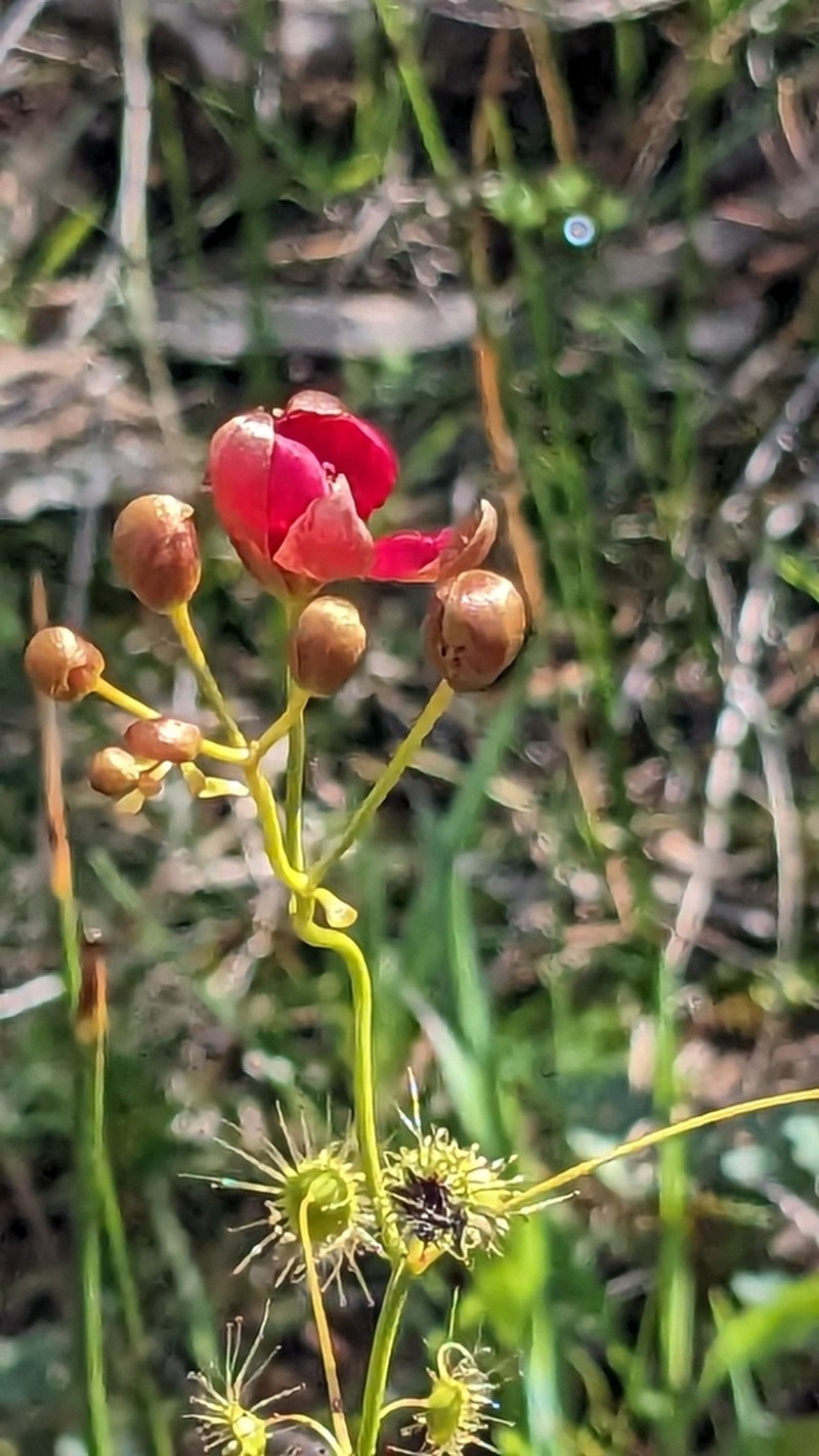 Drosera rubricalyx photo 7