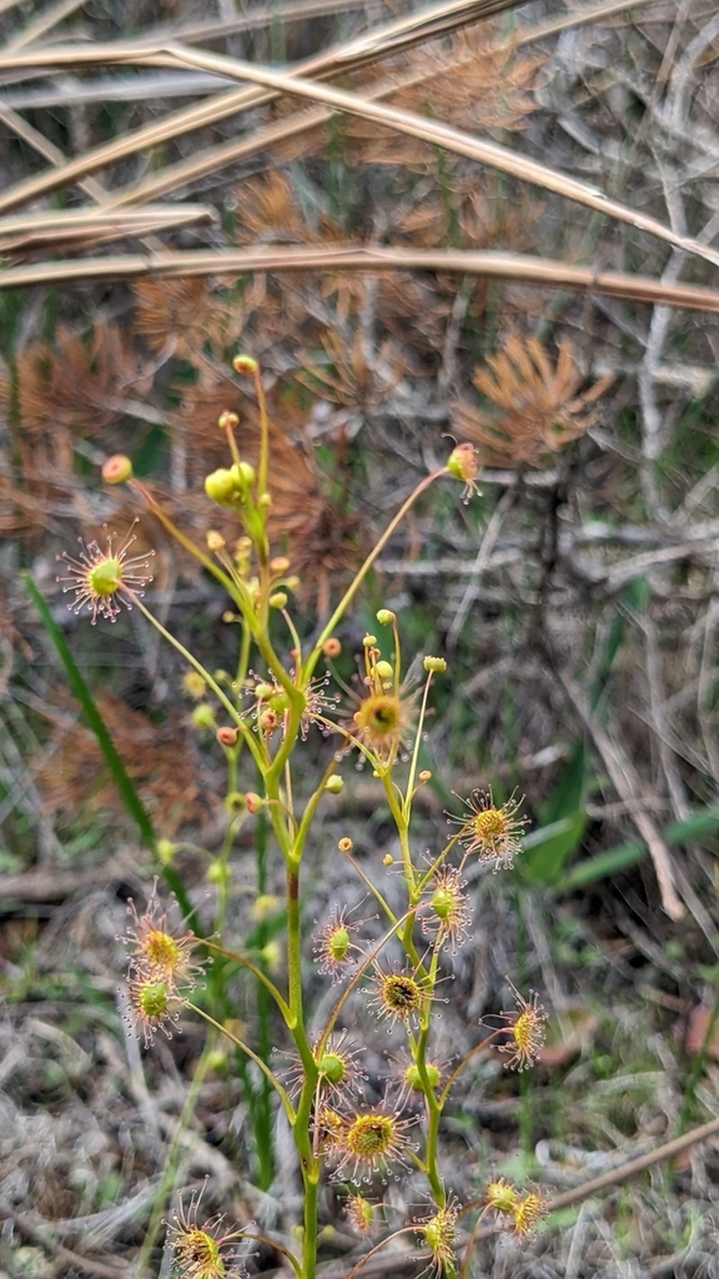Drosera rubricalyx photo 8