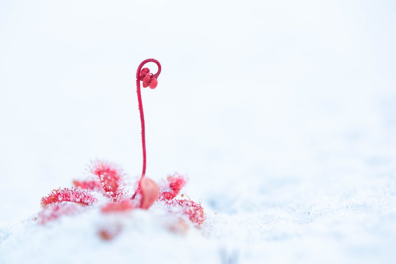 Spoonleaf Sundew photo 2