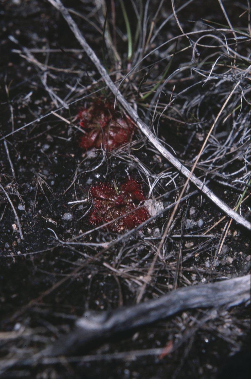 Spoonleaf Sundew photo 3