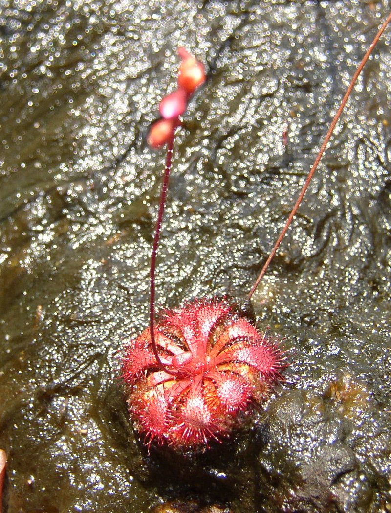 Spoonleaf Sundew