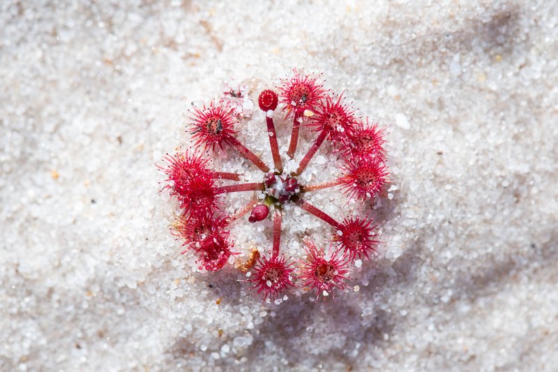 Spoonleaf Sundew photo 4