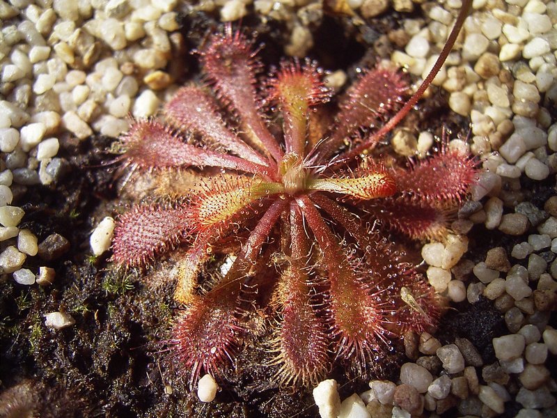 Spoonleaf Sundew photo 5
