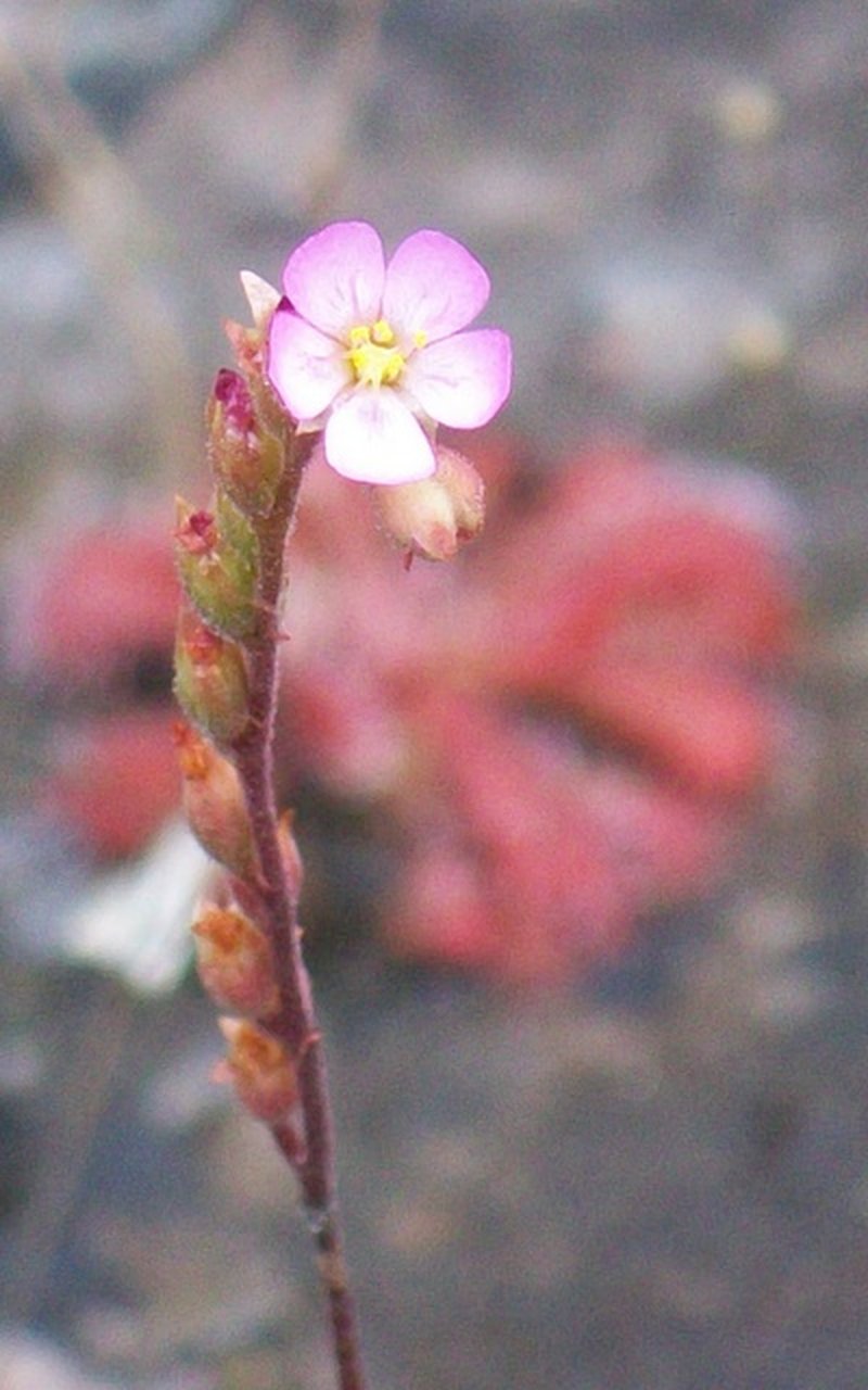 Spoonleaf Sundew photo 6