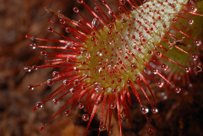 Spoonleaf Sundew photo 7
