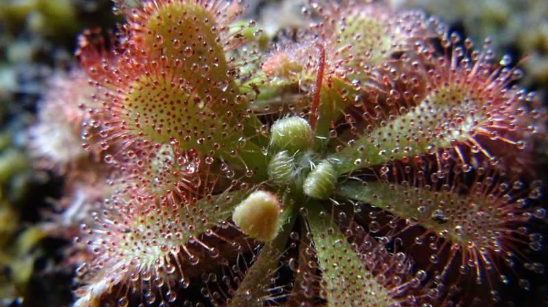 Spoonleaf Sundew photo 8