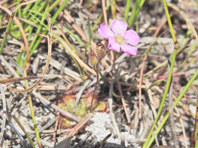 Drosera spatulata var. spatulata