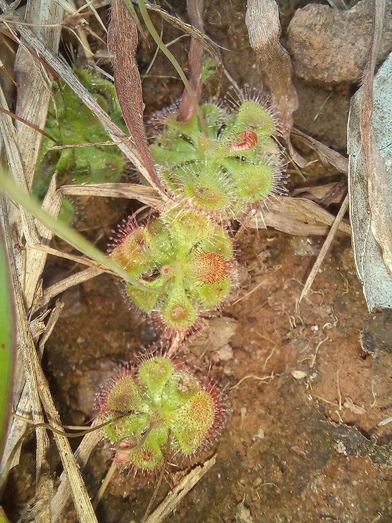 Drosera spatulata var. spatulata photo 2