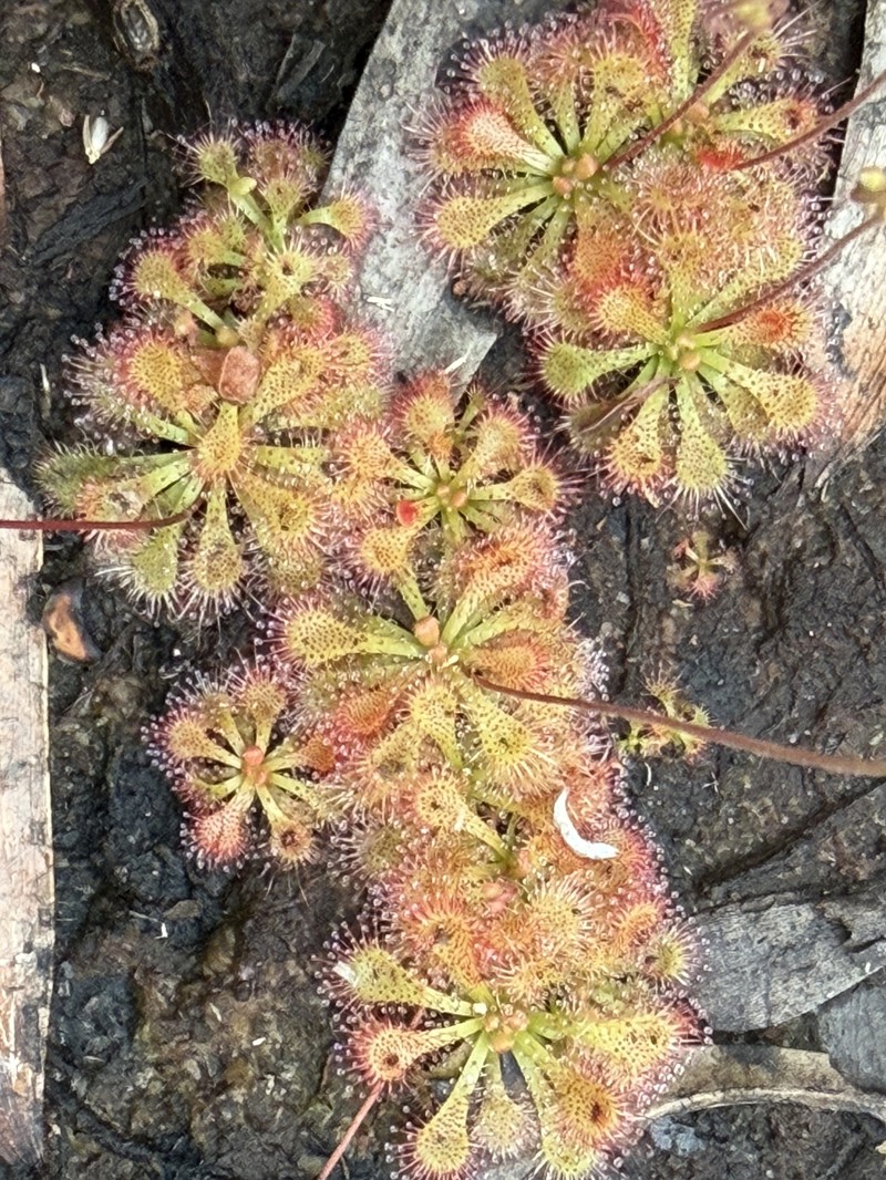 Drosera spatulata var. spatulata photo 3