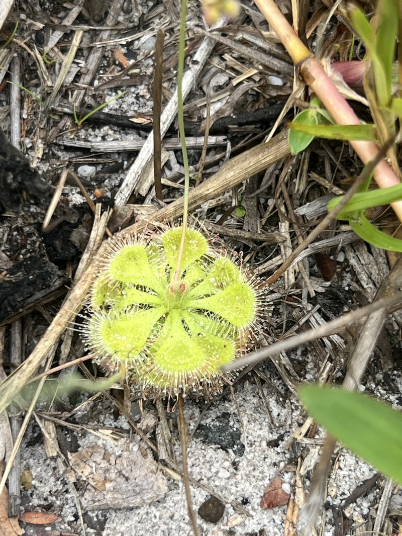 Drosera spatulata var. spatulata photo 4