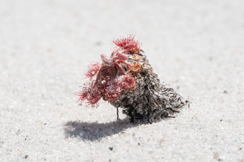 Drosera stipularis