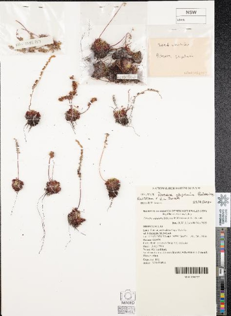 Drosera stipularis photo 2