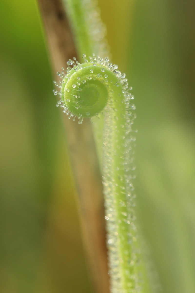 Tracy's Sundew