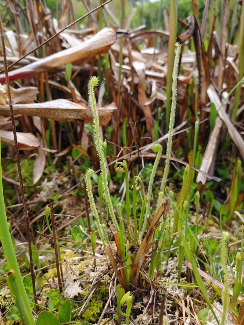 Tracy's Sundew photo 2