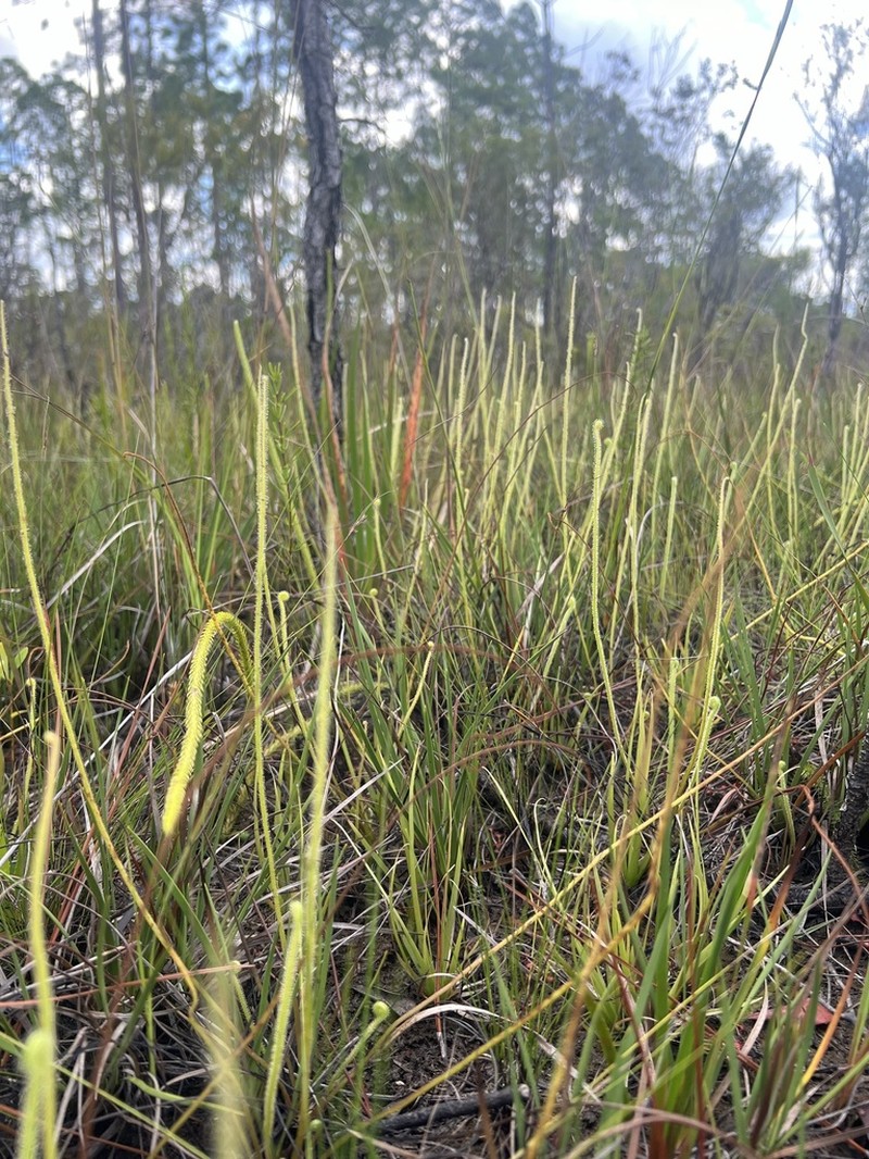 Tracy's Sundew photo 3