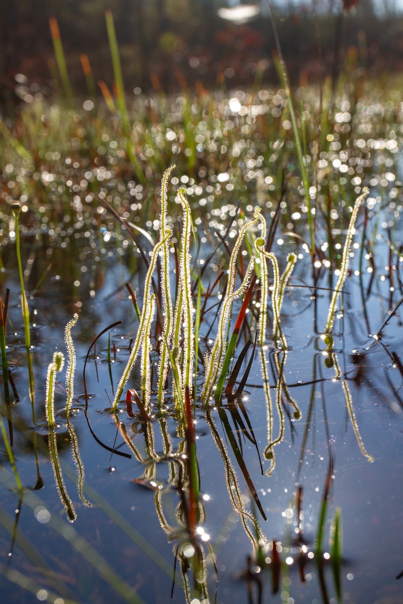 Tracy's Sundew photo 4
