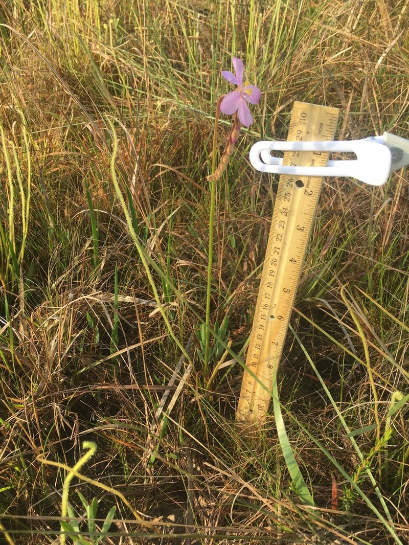Tracy's Sundew photo 5